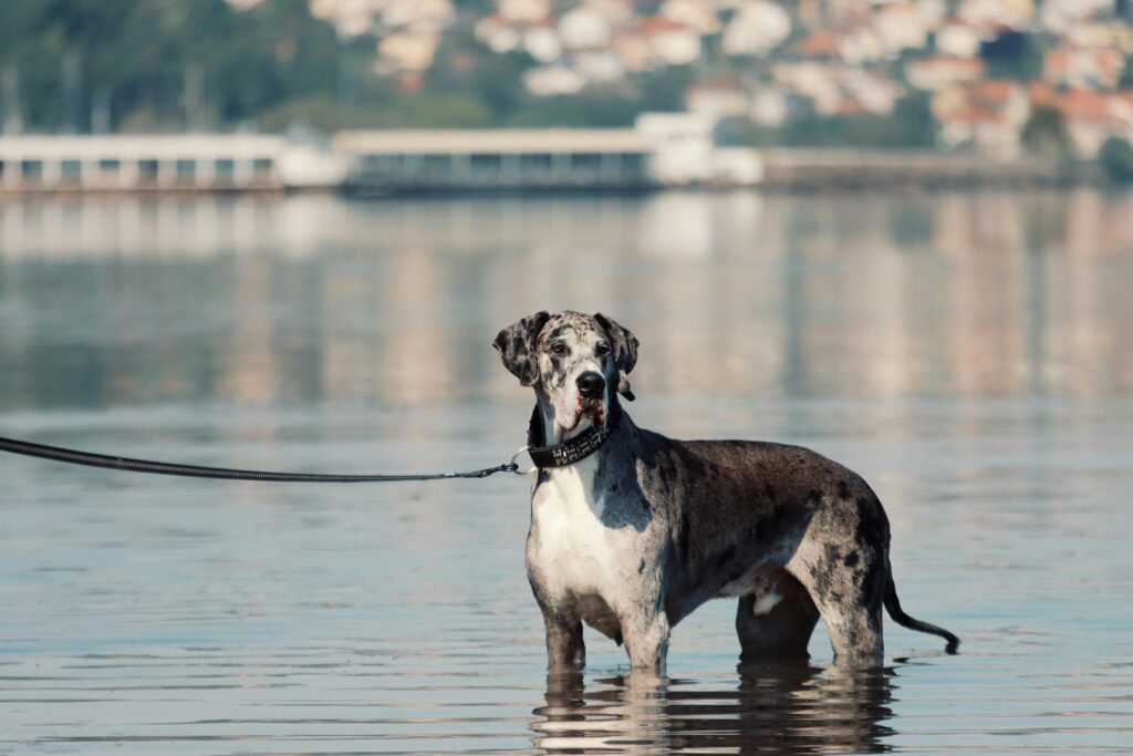 Elegant Great Dane on leash, standing in lake water with blurred cityscape backdrop in Jönköping, Sweden.